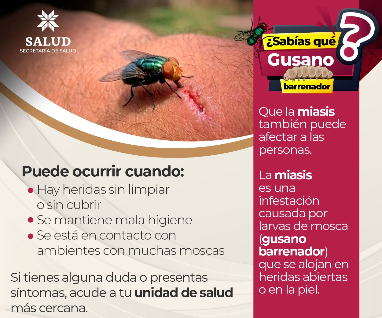 GUSANO